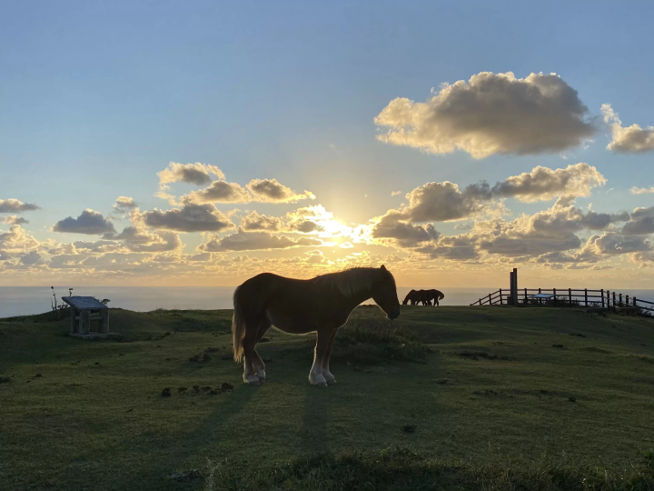 【2026】Reasons to Visit Nishinoshima Town, Shimane——Meet the Leisurely Grazing Horses in the Year of the Horse