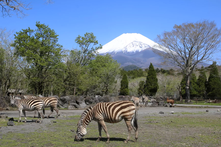 富士野生动物园购票指南！门票类型及购买方式详解。