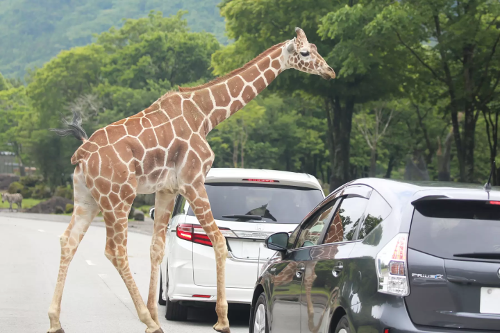 Complete guide to purchasing tickets for Fuji Safari Park! A complete explanation of ticket types and how to buy them