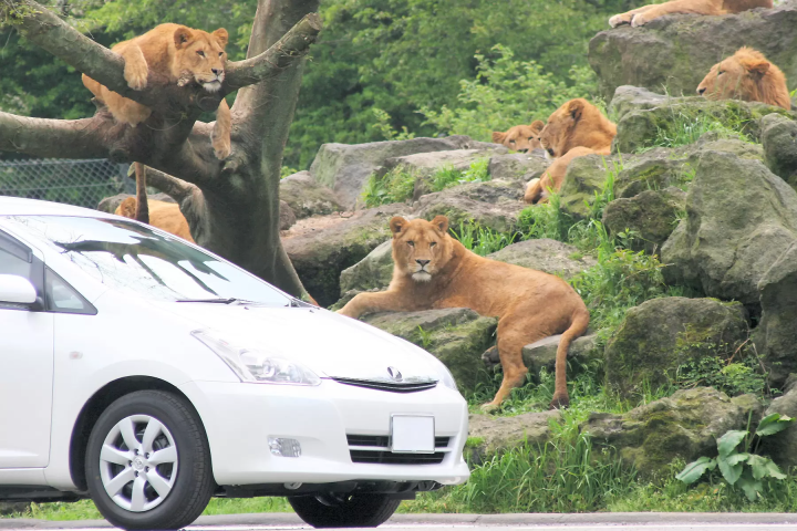 Complete guide to purchasing tickets for Fuji Safari Park! A complete explanation of ticket types and how to buy them
