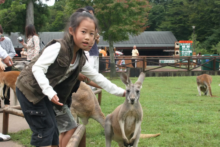 Complete guide to purchasing tickets for Fuji Safari Park! A complete explanation of ticket types and how to buy them