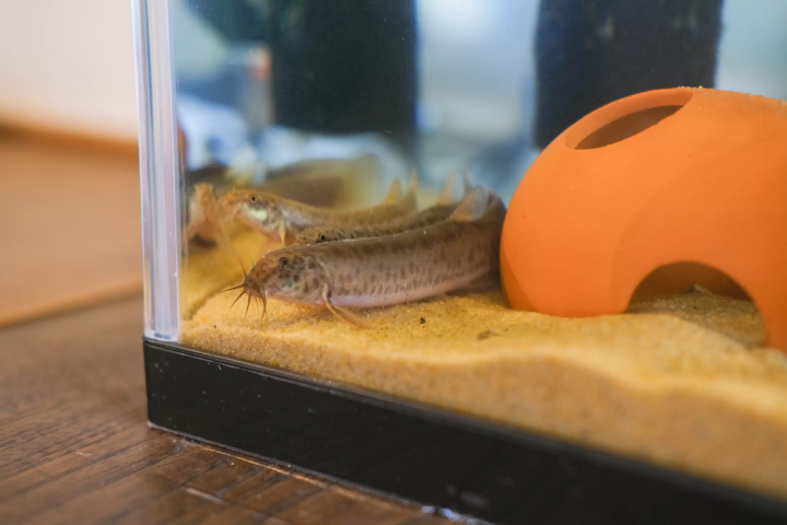 山陰秘境「鷺之湯溫泉」奢華大人旅——沉浸名湯與安來節故鄉的深度探索記