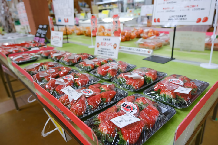 山陰秘境「鷺之湯溫泉」奢華大人旅——沉浸名湯與安來節故鄉的深度探索記