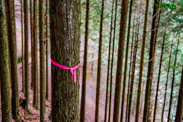 【靜岡秘境】梅島溫泉鄉完全指南：探訪三大名湯、在地美食與絕景瀑布（日歸・住宿推薦）