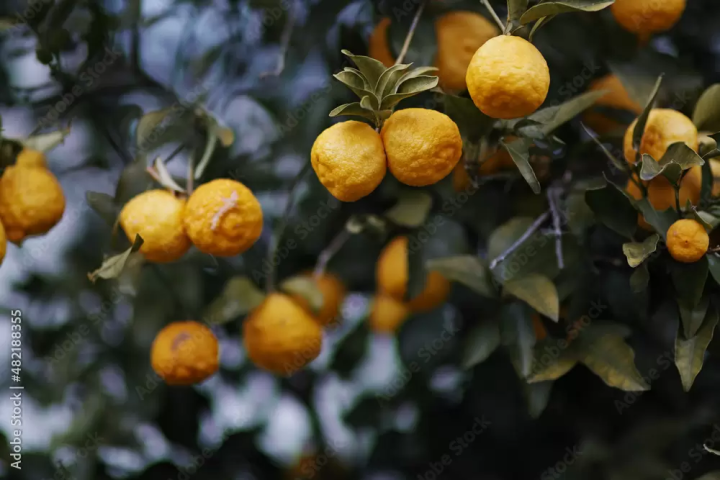 日本冬天必吃美食推薦｜鍋物、關東煮到暖心甜點