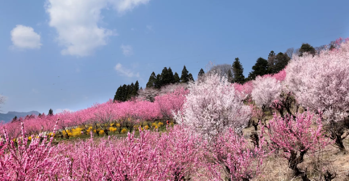 【群馬県・中之条】春の旅行ガイド：1,000本の花桃、歴史ある四万温泉
