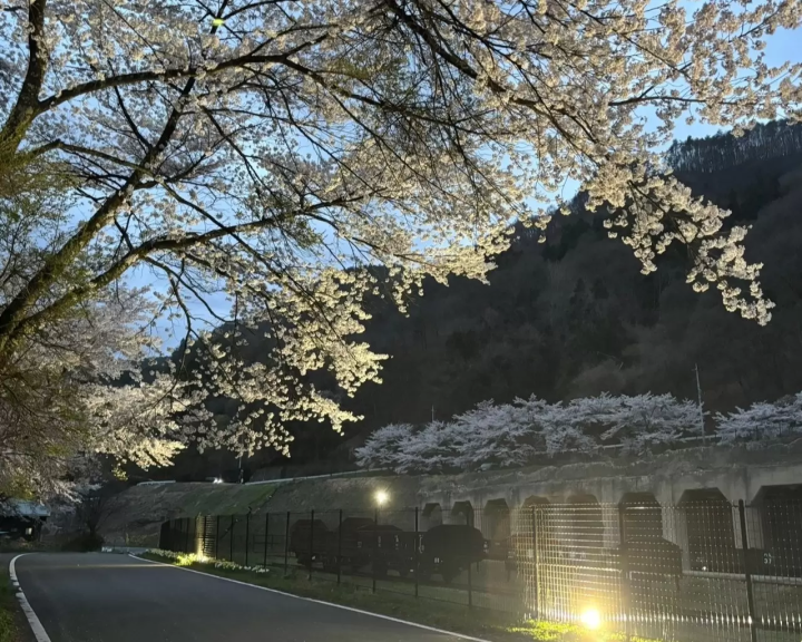 [군마현 나카노조 노조] 봄 여행 가이드: 천 그루의 복숭아나무와 유서 깊은 시마 온천