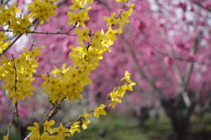 [군마현 나카노조 노조] 봄 여행 가이드: 천 그루의 복숭아나무와 유서 깊은 시마 온천