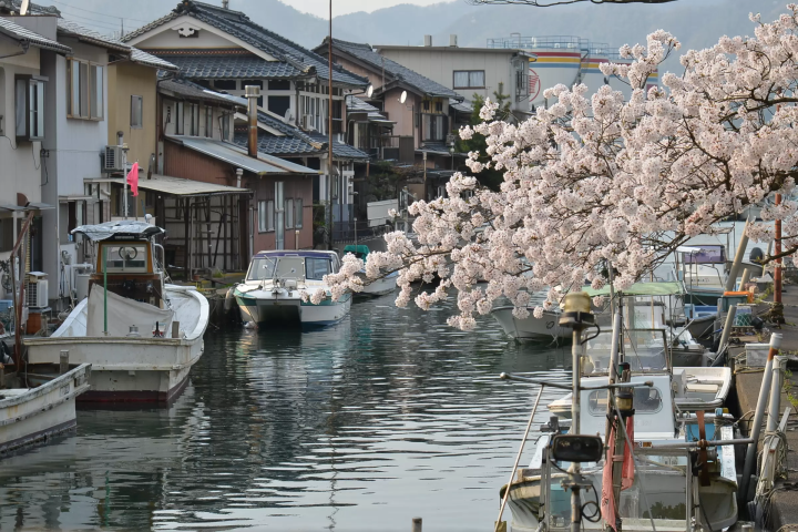 【2026版】京都府舞鶴市8個著名賞櫻勝地！介紹熱門景點和鮮為人知的祕境