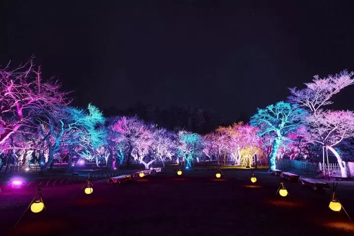 Kairakuen Garden - Mito Ume Matsuri