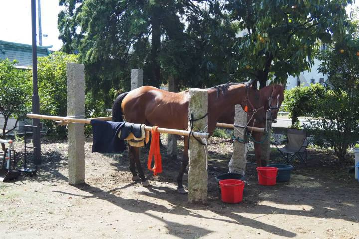 2026 is the Year of the Horse! Pray for good luck and success at Oura Shrine in Okayama Prefecture