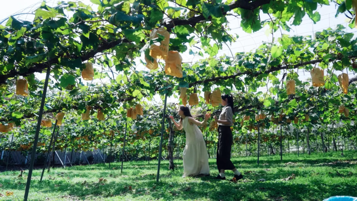 岡山フルーツ特集｜美味しい白桃・マスカットが味わえるおすすめ観光農園と収穫体験