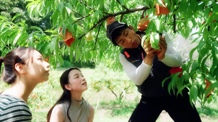 岡山フルーツ特集｜美味しい白桃・マスカットが味わえるおすすめ観光農園と収穫体験