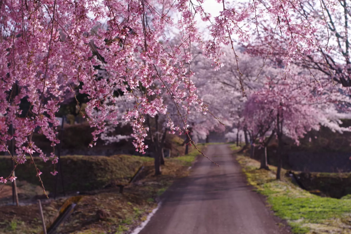 설산과 벚꽃의 풍경이 매력, 군마현 미나카미초에서 혼잡을 피해 꽃놀이를 즐기자!