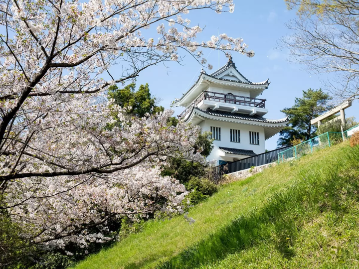[30 minutes by train from Nagoya] Feature Articles cherry blossom viewing spots in the tourist destination of Tokoname