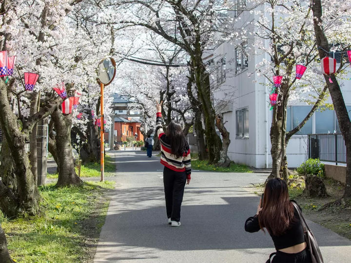 [30 minutes by train from Nagoya] Feature Articles cherry blossom viewing spots in the tourist destination of Tokoname