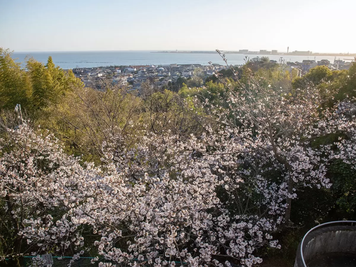 [30 minutes by train from Nagoya] Feature Articles cherry blossom viewing spots in the tourist destination of Tokoname