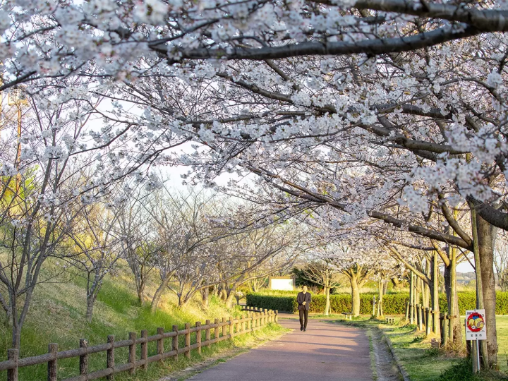 [30 minutes by train from Nagoya] Feature Articles cherry blossom viewing spots in the tourist destination of Tokoname