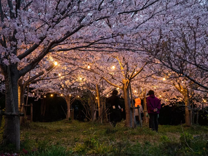 [30 minutes by train from Nagoya] Feature Articles cherry blossom viewing spots in the tourist destination of Tokoname