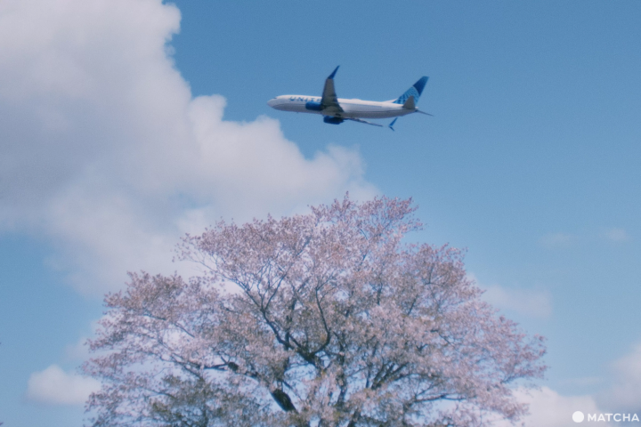 成田　飛行機　桜　千葉