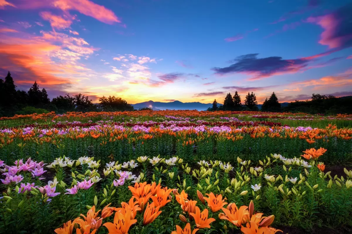 新潟県内トップのユリ生産地 魚沼で1万本が咲きそろう！「月岡公園」のユリ畑