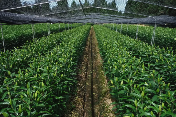 新潟縣內首屈一指的百合產地ー魚沼 1 萬株百合齊放！「月岡公園」百合花田盛開