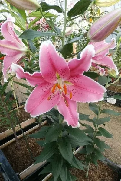 新潟縣內首屈一指的百合產地ー魚沼 1 萬株百合齊放！「月岡公園」百合花田盛開