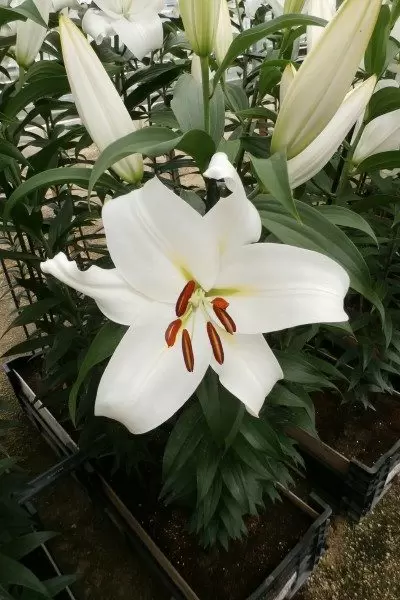 新潟縣內首屈一指的百合產地ー魚沼 1 萬株百合齊放！「月岡公園」百合花田盛開