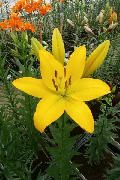 新潟縣內首屈一指的百合產地ー魚沼 1 萬株百合齊放！「月岡公園」百合花田盛開