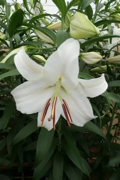 新潟縣內首屈一指的百合產地ー魚沼 1 萬株百合齊放！「月岡公園」百合花田盛開