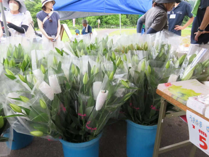 新潟縣內首屈一指的百合產地ー魚沼 1 萬株百合齊放！「月岡公園」百合花田盛開