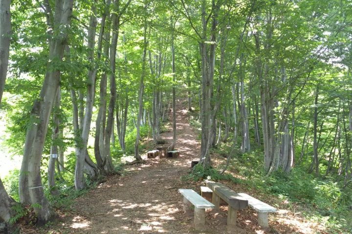 新潟縣內首屈一指的百合產地ー魚沼 1 萬株百合齊放！「月岡公園」百合花田盛開