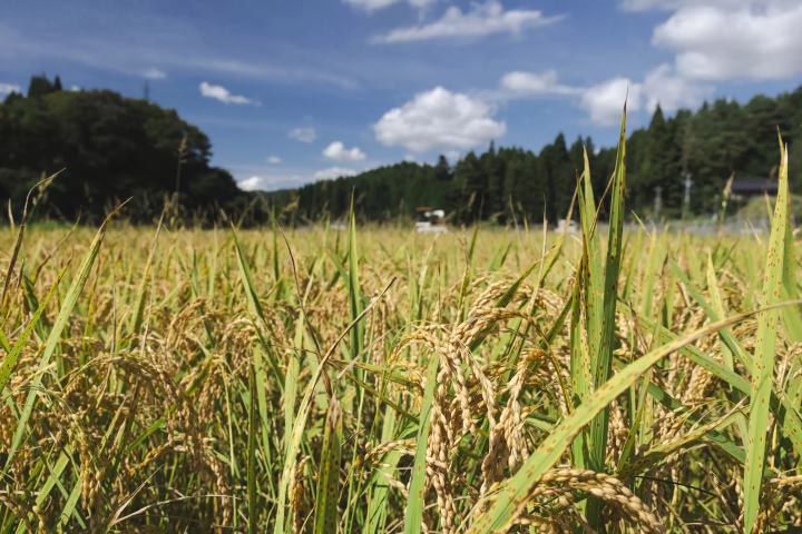 関谷醸造:故郷への想いが生んだ、愛知の銘酒
