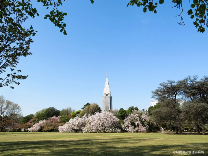 Photo courtesy of Shinjuku Gyoen Management Office 