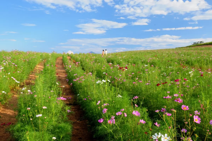 ไม่ใช่แค่ใบไม้เปลี่ยนสี! "สวนคอสมอส อุเอฮาระ" ทิวทัศน์ฤดูใบไม้ร่วงอันงดงาม อุโอนุมะ และสถานที่ท่องเที่ยวโดยรอบ พร้อมคู่มือแนะนำสถานที่ท่องเที่ยวและอาหารรสเลิศ