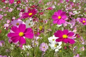 ไม่ใช่แค่ใบไม้เปลี่ยนสี! "สวนคอสมอส อุเอฮาระ" ทิวทัศน์ฤดูใบไม้ร่วงอันงดงาม อุโอนุมะ และสถานที่ท่องเที่ยวโดยรอบ พร้อมคู่มือแนะนำสถานที่ท่องเที่ยวและอาหารรสเลิศ