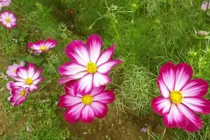 ไม่ใช่แค่ใบไม้เปลี่ยนสี! "สวนคอสมอส อุเอฮาระ" ทิวทัศน์ฤดูใบไม้ร่วงอันงดงาม อุโอนุมะ และสถานที่ท่องเที่ยวโดยรอบ พร้อมคู่มือแนะนำสถานที่ท่องเที่ยวและอาหารรสเลิศ