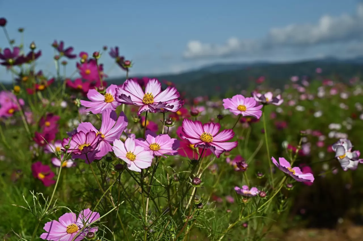 ไม่ใช่แค่ใบไม้เปลี่ยนสี! "สวนคอสมอส อุเอฮาระ" ทิวทัศน์ฤดูใบไม้ร่วงอันงดงาม อุโอนุมะ และสถานที่ท่องเที่ยวโดยรอบ พร้อมคู่มือแนะนำสถานที่ท่องเที่ยวและอาหารรสเลิศ