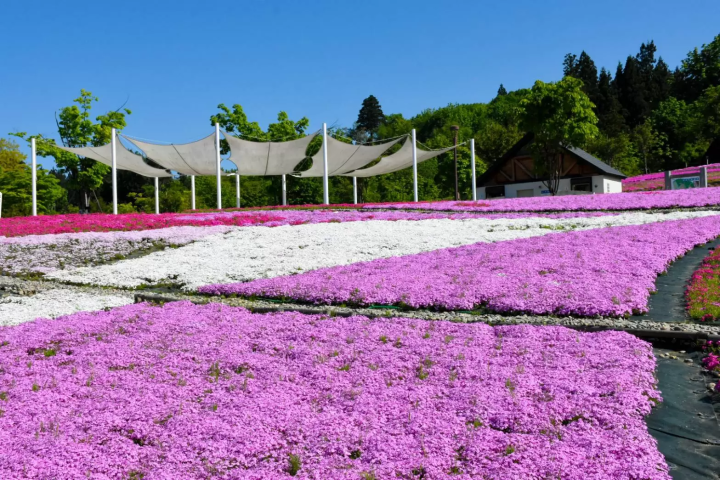【魚沼的芝櫻】以越後三山為背景鋪展而開的粉紅地毯！花・綠・雪之里—芝櫻賞花指南