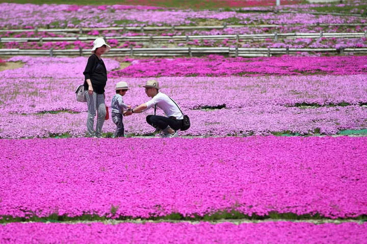 【魚沼的芝櫻】以越後三山為背景鋪展而開的粉紅地毯！花・綠・雪之里—芝櫻賞花指南