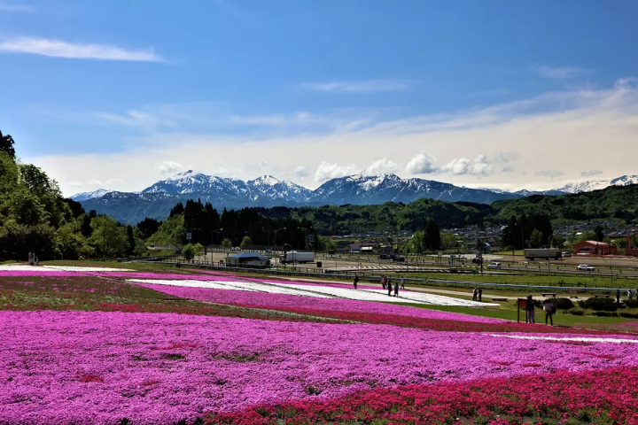 【魚沼的芝櫻】以越後三山為背景鋪展而開的粉紅地毯！花・綠・雪之里—芝櫻賞花指南