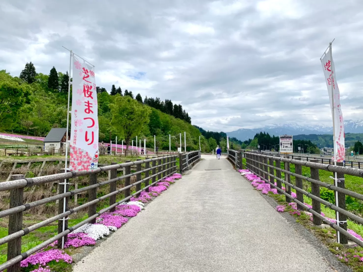 【魚沼的芝櫻】以越後三山為背景鋪展而開的粉紅地毯！花・綠・雪之里—芝櫻賞花指南