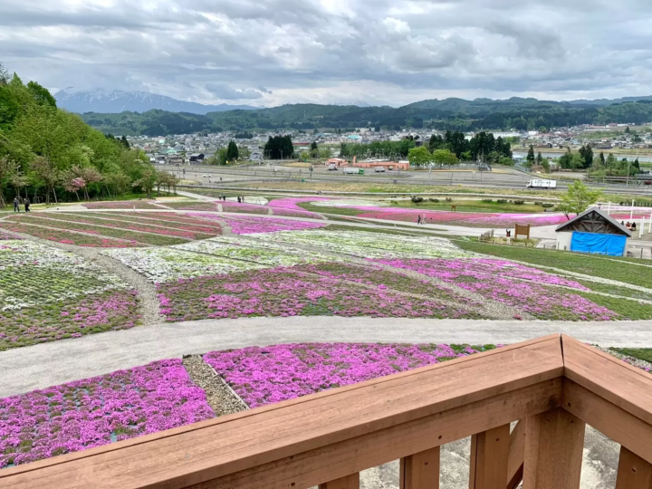 【魚沼的芝櫻】以越後三山為背景鋪展而開的粉紅地毯！花・綠・雪之里—芝櫻賞花指南