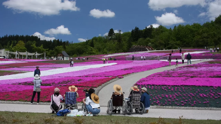 【魚沼的芝櫻】以越後三山為背景鋪展而開的粉紅地毯！花・綠・雪之里—芝櫻賞花指南
