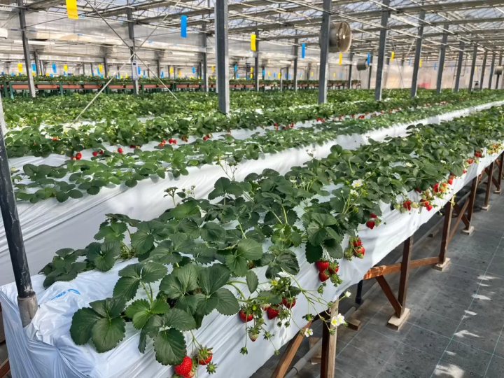 東京から2時間！ハイジの村でいちご狩り2026｜チョコ&練乳かけ放題と大福作り