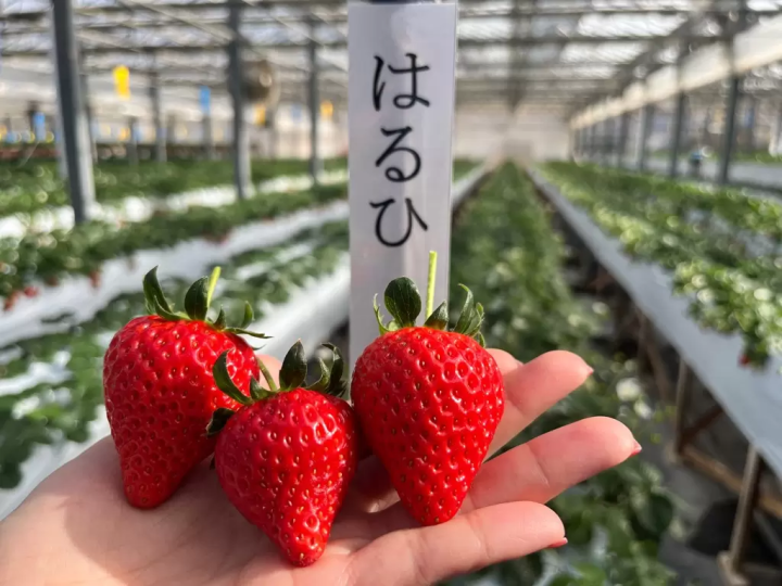 東京から2時間！ハイジの村でいちご狩り2026｜チョコ&練乳かけ放題と大福作り