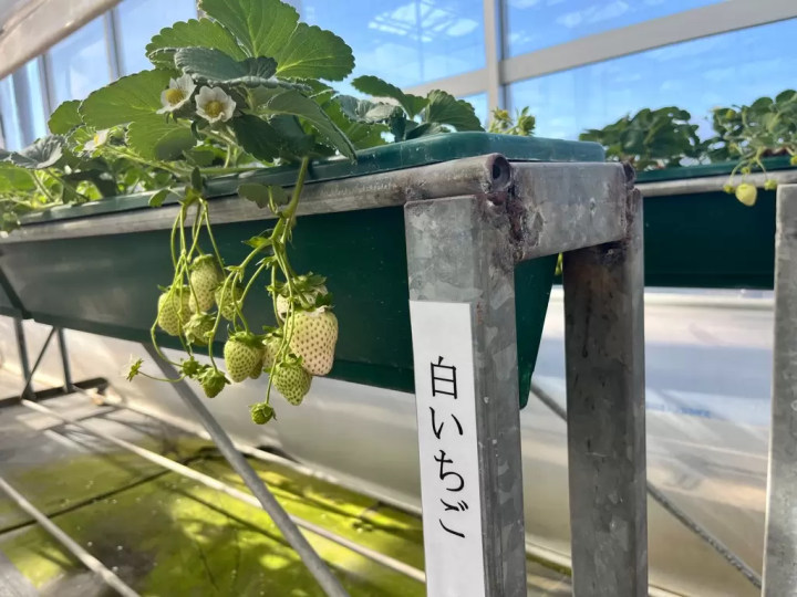 東京から2時間！ハイジの村でいちご狩り2026｜チョコ&練乳かけ放題と大福作り