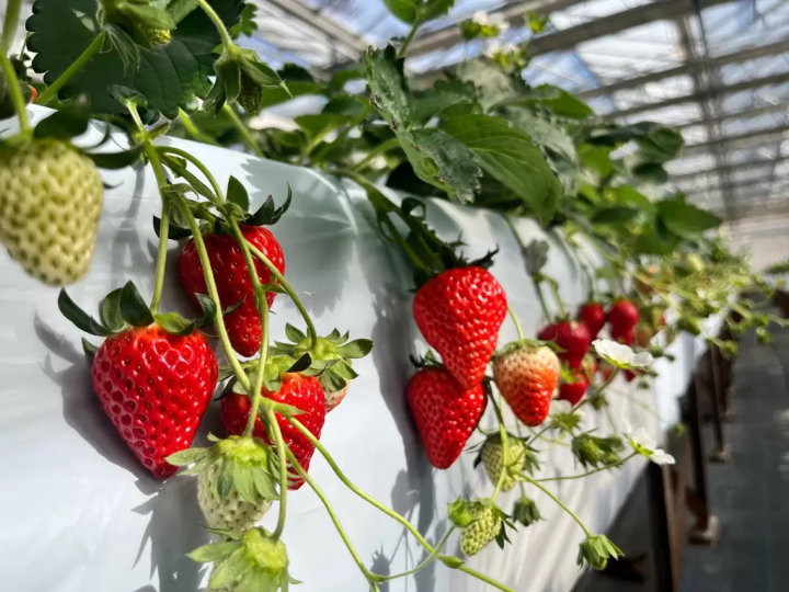 東京から2時間！ハイジの村でいちご狩り2026｜チョコ&練乳かけ放題と大福作り