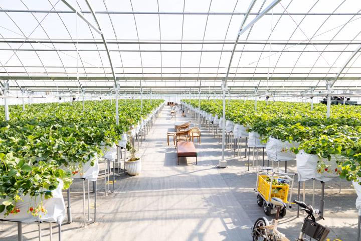 [30 minutes by car from Nagoya] Tokoname strawberry picking and strawberry sweets