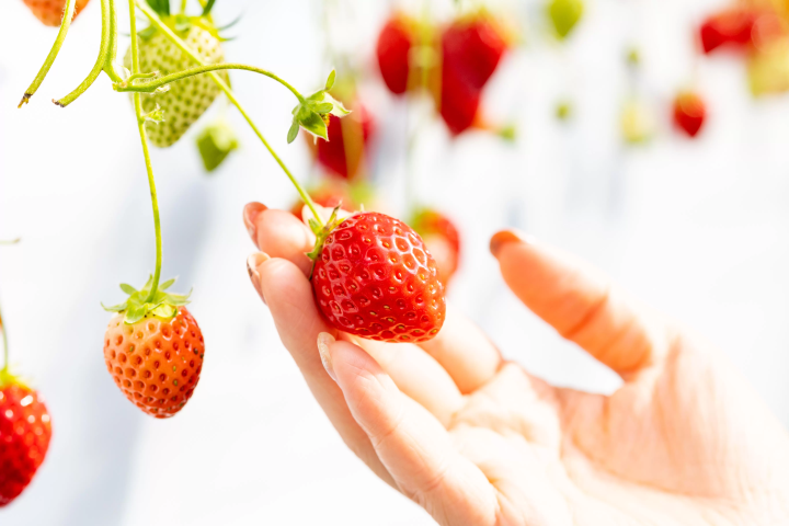 [30 minutes by car from Nagoya] Tokoname strawberry picking and strawberry sweets